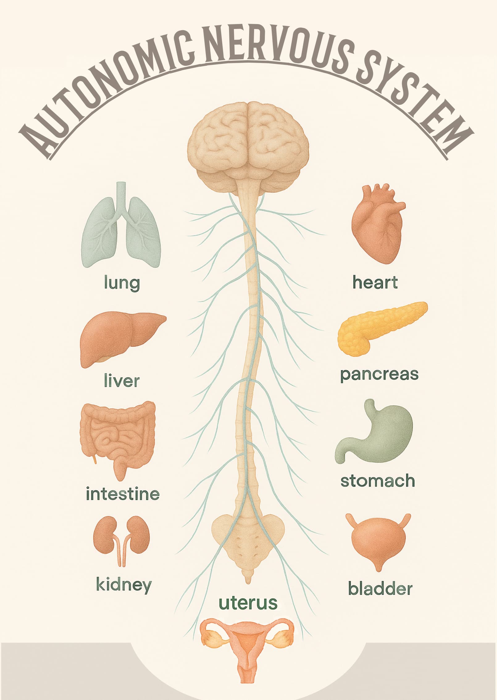 자율신경이란? 1